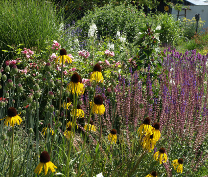 Echinacea paradoxa