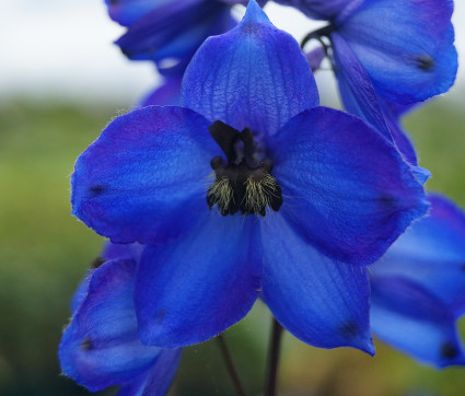 Delphinium Elatum-Hybride 'Waldenburg'