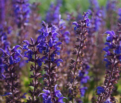 Salvia nemorosa 'Viola Klose'