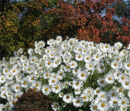 Leucanthemella serotina 'Herbststern' 