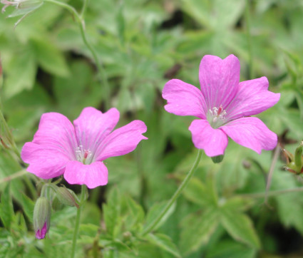 Geranium x oxonianum 'Rosenlicht' 