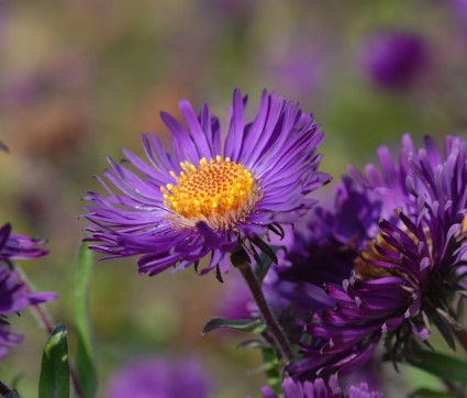 Aster novae-angliae 'Violetta' – Raublatt-Aster