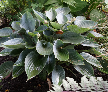 Hosta Hybride 'Fulda' – Blaublatt-Funkie