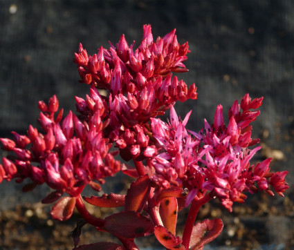 Sedum spurium 'Fuldaglut' – Teppich-Sedum