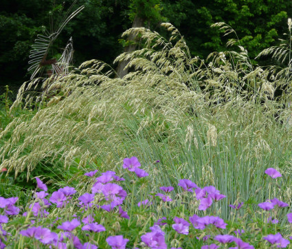 Helictotrichon sempervirens 'Saphirsprudel' – Blaustrahlhafer