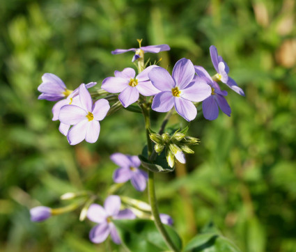 Phlox idahonis