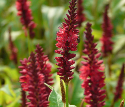 Polygonum amplexicaule 'Blackfield'®