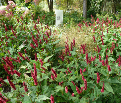 Polygonum amplexicaule 'Blackfield'®