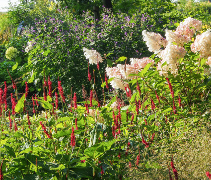 Polygonum amplexicaule 'Blackfield'®