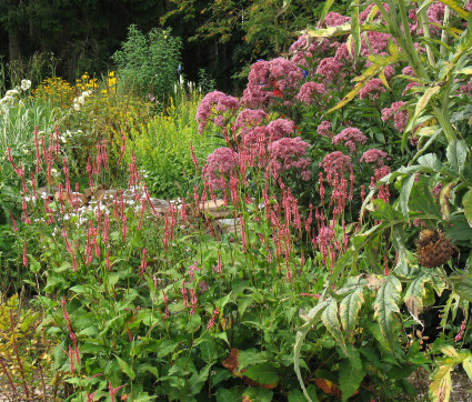 Polygonum amplexicaule mit Eupatorium fistulosum