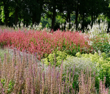 Polygonum amplexicaule – Stimmung 