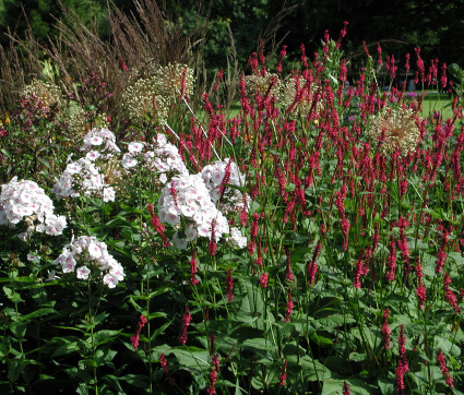 Polygonum amplexicaule mit Phlox paniculata