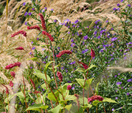 Polygonum amplexicaule – Stimmung 