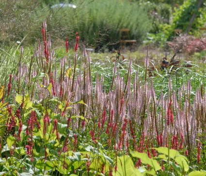 Polygonum amplexicaule – Stimmung 