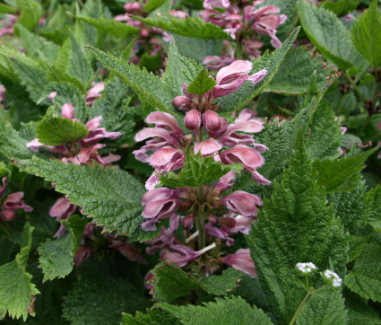 Lamium orvala