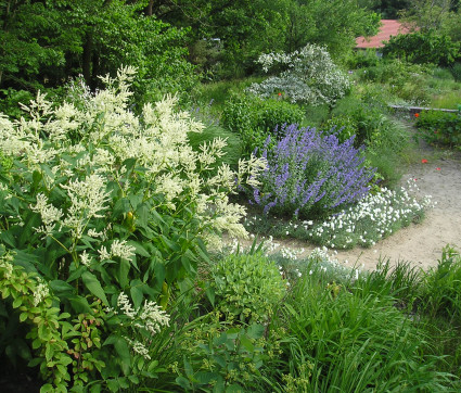 Polygonum polymorphum 'Johanniswolke' , dahinter Nepeta x faassenii und Dianthus plumarius 'Alba Plena'