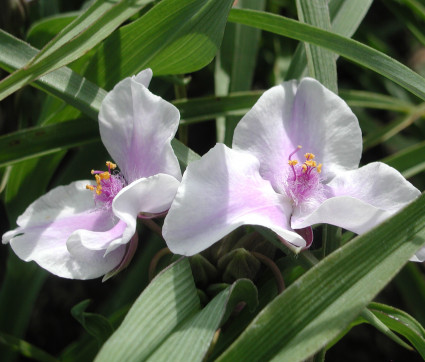 Tradescantia x andersoniana 'Bilberry Ice' 