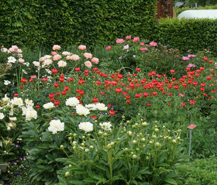 Paeonia peregrina 'Otto Froebel'