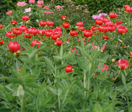 Paeonia peregrina 'Otto Froebel'