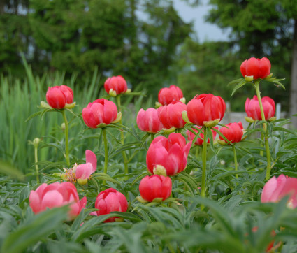 Paeonia peregrina 'Otto Froebel'