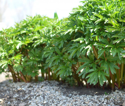 Paeonia peregrina 'Otto Froebel'