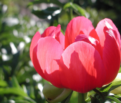 Paeonia peregrina 'Otto Froebel'