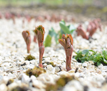 Paeonia peregrina 'Otto Froebel' - Austrieb