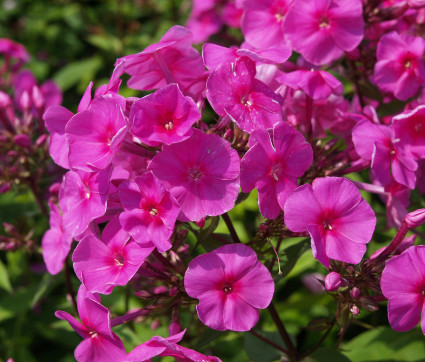 Phlox amplifolia 'Winnetou' – Großblatt-Phlox