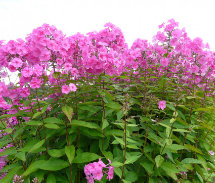 Phlox amplifolia 'Winnetou' – Großblatt-Phlox