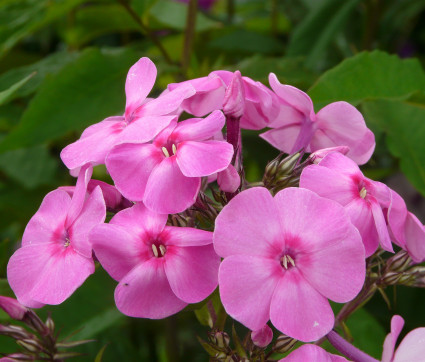 Phlox amplifolia 'Minnehaha' – Großblatt-Phlox