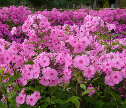 Phlox amplifolia 'Minnehaha' – Großblatt-Phlox