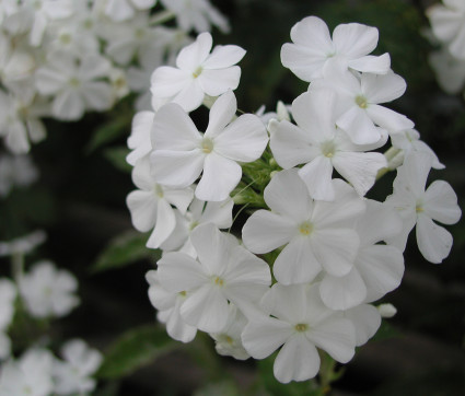 Phlox amplifolia 'David' – Großblatt-Phlox