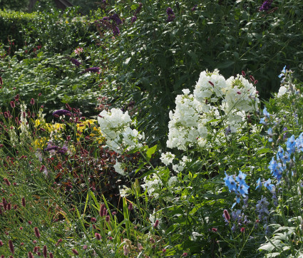 Phlox amplifolia 'David' – Großblatt-Phlox