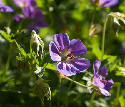 Geranium Hybride 'Rozanne'