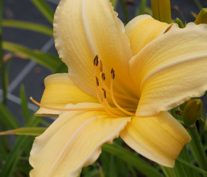 Hemerocallis Hybride 'Frances Fay' 