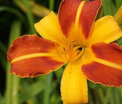 Hemerocallis Hybride 'Frans Hals'