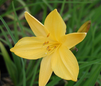 Hemerocallis middendorffii 