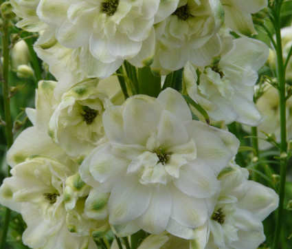 Delphinium Elatum-F1-Hybride 'Green Twist'