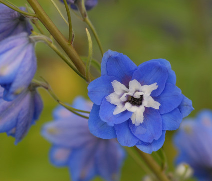 Delphinium Elatum-F1-Hybride 'Sunny Skies'