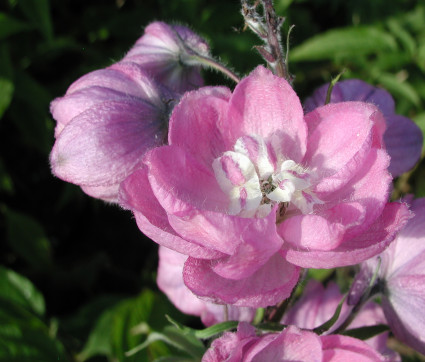 Delphinium Elatum-F1-Hybride 'Sweethearts'