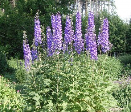 Delphinium Elatum-Hybride 'Finsteraarhorn'