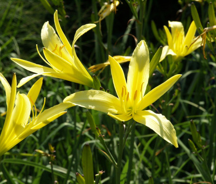 Hemerocallis citrina 'Baroni'