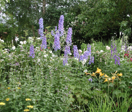 Delphinium Elatum-Hybride 'Ouvertüre' 