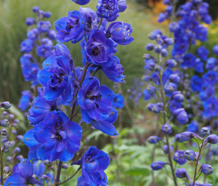 Delphinium Elatum-Hybride 'Vierzehnheiligen'