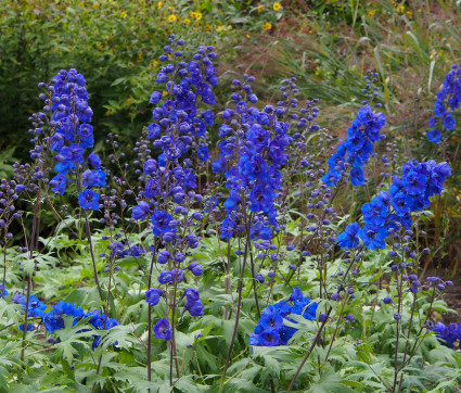 Delphinium Elatum-Hybride 'Vierzehnheiligen'