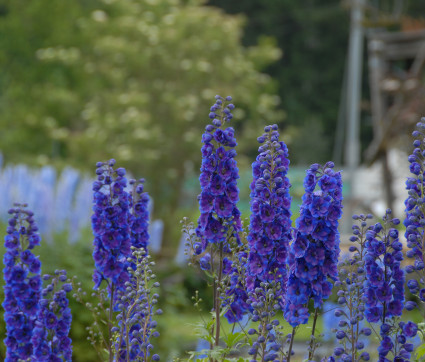 Delphinium Elatum-Hybride 'Vierzehnheiligen'