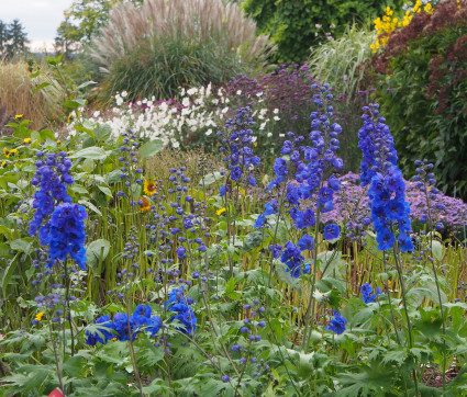 Delphinium Elatum-Hybride 'Vierzehnheiligen'