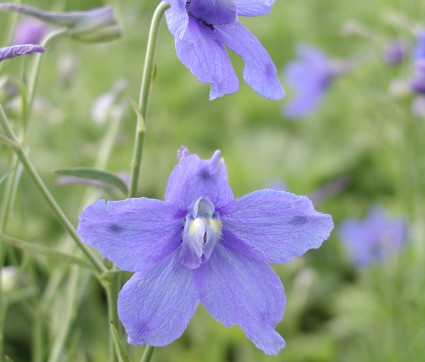 Delphinium grandiflorum 'Blauer Zwerg'