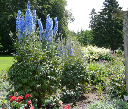 Delphinium Stimmung