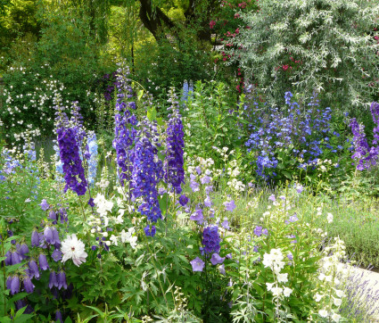 Delphinium Stimmung